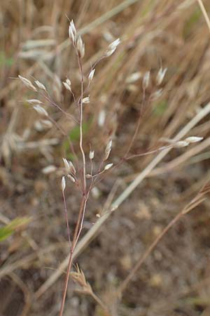Aira caryophyllea \ Nelken-Haferschmiele / Common Silver Hair-Grass, D Hockenheim 6.6.2019