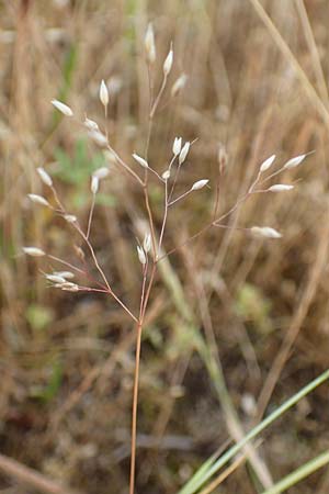 Aira caryophyllea \ Nelken-Haferschmiele / Common Silver Hair-Grass, D Hockenheim 6.6.2019