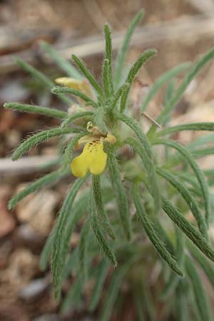 Ajuga chamaepitys \ Gelber G�nsel / Ground Pine, D Gr&uuml;nstadt-Asselheim 4.5.2020