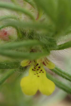 Ajuga chamaepitys \ Gelber G�nsel / Ground Pine, D Gr&uuml;nstadt-Asselheim 4.5.2020