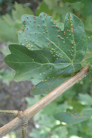 Acer campestre \ Feld-Ahorn / Field Maple, D Karlsruhe 16.5.2020
