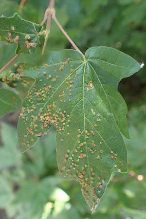 Acer campestre \ Feld-Ahorn / Field Maple, D Karlsruhe 16.5.2020