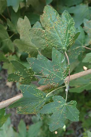 Acer campestre \ Feld-Ahorn / Field Maple, D Karlsruhe 16.5.2020