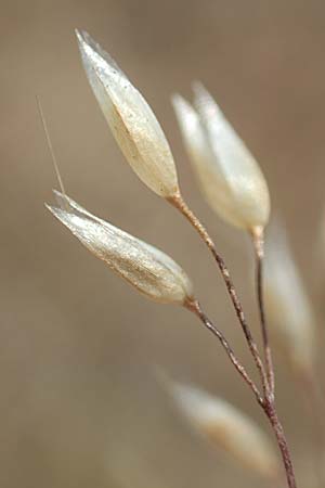 Aira multiculmis \ Vielst&auml;ngelige Haferschmiele / Multi-Stemmed Hair-Grass, D Hockenheim 3.6.2020