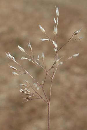 Aira multiculmis \ Vielst&auml;ngelige Haferschmiele / Multi-Stemmed Hair-Grass, D Hockenheim 3.6.2020