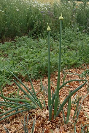Allium cepa \ K�chen-Zwiebel, Sommer-Zwiebel / Onion, D Neuleiningen 15.6.2020