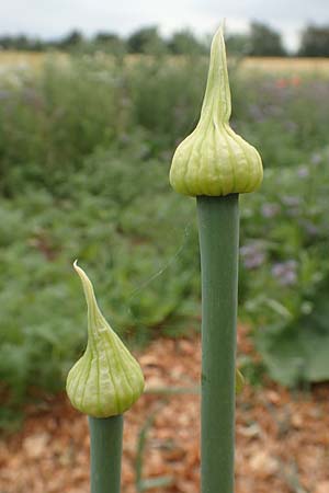 Allium cepa \ K�chen-Zwiebel, Sommer-Zwiebel / Onion, D Neuleiningen 15.6.2020