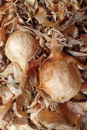 Allium cepa \ K�chen-Zwiebel, Sommer-Zwiebel / Onion, D Neuleiningen 15.6.2020
