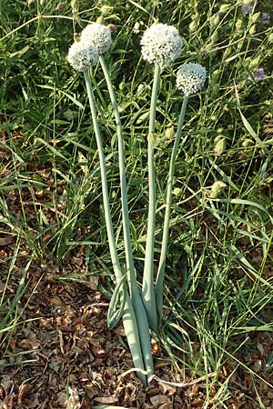 Allium cepa \ K�chen-Zwiebel, Sommer-Zwiebel / Onion, D Neuleiningen 18.7.2020