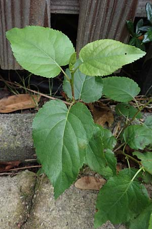 Alnus cordata \ Herzbl&auml;ttrige Erle, Italienische Erle / Italian Alder, D Limburgerhof 11.10.2020
