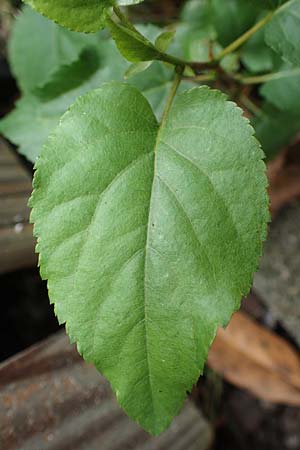 Alnus cordata \ Herzbl&auml;ttrige Erle, Italienische Erle / Italian Alder, D Limburgerhof 11.10.2020