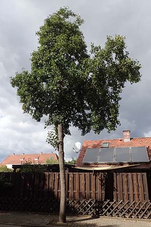 Alnus cordata \ Herzbl&auml;ttrige Erle, Italienische Erle / Italian Alder, D Limburgerhof 11.10.2020