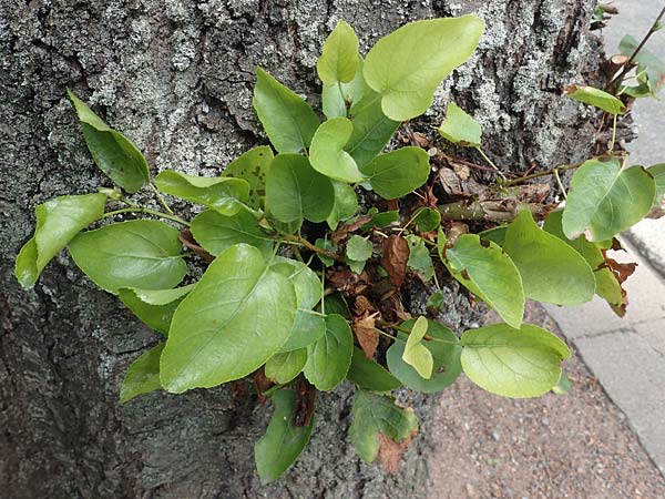 Alnus cordata \ Herzbl&auml;ttrige Erle, Italienische Erle / Italian Alder, D Limburgerhof 11.10.2020