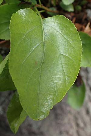 Alnus cordata \ Herzbl&auml;ttrige Erle, Italienische Erle / Italian Alder, D Limburgerhof 11.10.2020