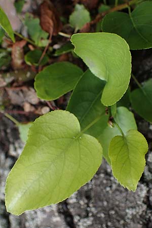 Alnus cordata \ Herzbl&auml;ttrige Erle, Italienische Erle / Italian Alder, D Limburgerhof 11.10.2020