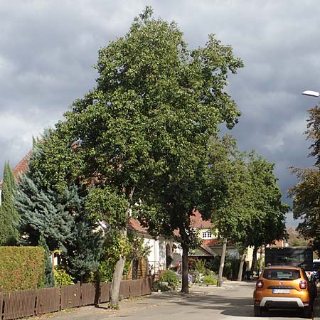 Alnus cordata \ Herzbl&auml;ttrige Erle, Italienische Erle / Italian Alder, D Limburgerhof 11.10.2020