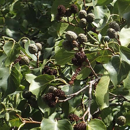 Alnus cordata \ Herzbl&auml;ttrige Erle, Italienische Erle / Italian Alder, D Limburgerhof 11.10.2020