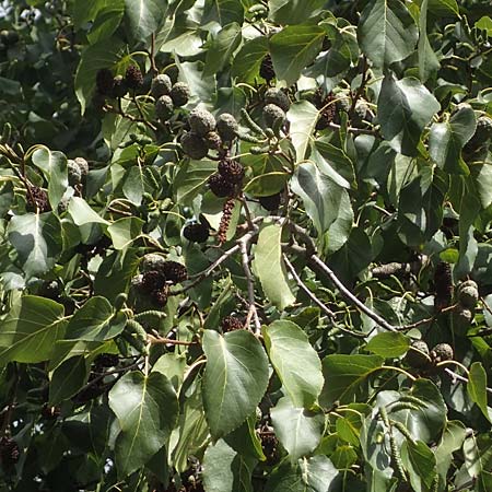 Alnus cordata \ Herzbl&auml;ttrige Erle, Italienische Erle / Italian Alder, D Limburgerhof 11.10.2020