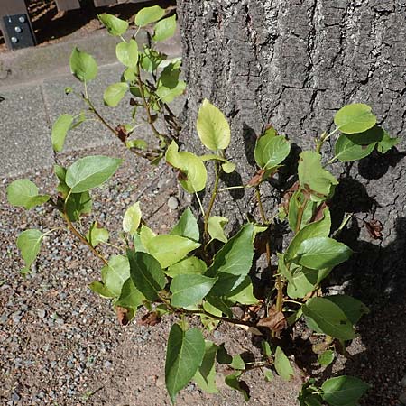 Alnus cordata \ Herzbl&auml;ttrige Erle, Italienische Erle / Italian Alder, D Limburgerhof 11.10.2020