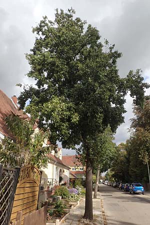 Alnus cordata \ Herzbl&auml;ttrige Erle, Italienische Erle / Italian Alder, D Limburgerhof 11.10.2020