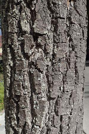 Alnus cordata \ Herzbl&auml;ttrige Erle, Italienische Erle / Italian Alder, D Limburgerhof 11.10.2020