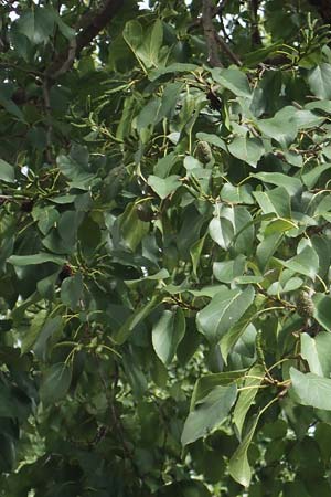 Alnus cordata \ Herzbl&auml;ttrige Erle, Italienische Erle / Italian Alder, D Limburgerhof 11.10.2020