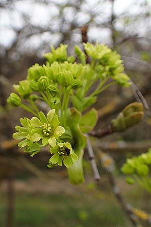Acer platanoides \ Spitz-Ahorn / Norway Maple, D Rheinhessen, Flonheim 2.4.2021