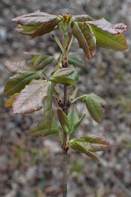 Acer campestre x monspessulanum \ Hybrid-Ahorn / Hybrid Maple, D Bad Kreuznach 20.4.2021