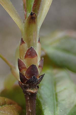 Acer campestre x monspessulanum \ Hybrid-Ahorn / Hybrid Maple, D Bad Kreuznach 20.4.2021