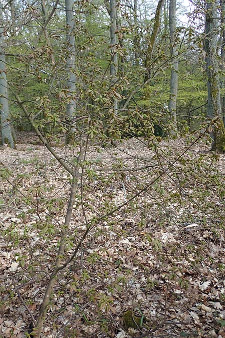 Acer campestre x monspessulanum \ Hybrid-Ahorn / Hybrid Maple, D Bad Kreuznach 20.4.2021