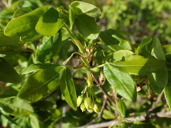 Acer monspessulanum \ Felsen-Ahorn, Franz�sischer Ma�holder / Montpellier Maple, D Bad Kreuznach 20.4.2021