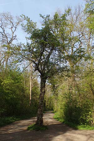 Acer campestre \ Feld-Ahorn / Field Maple, D Mannheim 22.4.2021