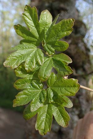 Acer campestre \ Feld-Ahorn / Field Maple, D Mannheim 22.4.2021