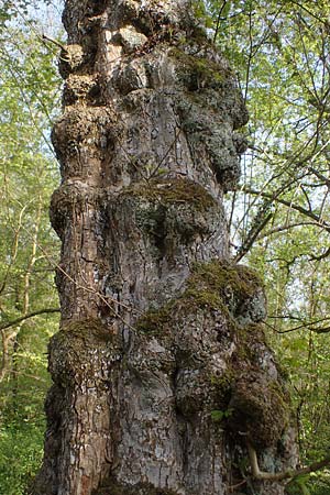 Acer campestre \ Feld-Ahorn / Field Maple, D Mannheim 22.4.2021