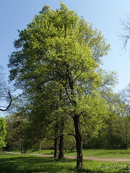 Acer campestre \ Feld-Ahorn / Field Maple, D Mannheim 28.4.2021
