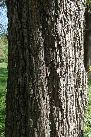 Acer campestre \ Feld-Ahorn / Field Maple, D Mannheim 28.4.2021