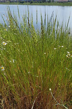 Aegilops cylindrica \ Zylinder-Walch, Walzenf&ouml;rmiger Walch / Jointed Goatgrass, D Mannheim 13.5.2021