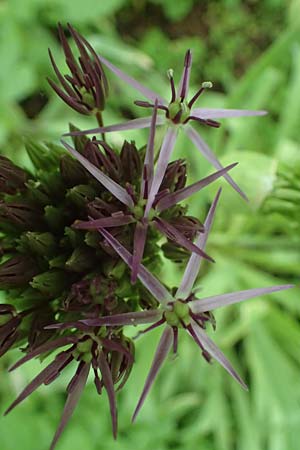 Allium cristophii \ Stern-Kugellauch, Stern von Persien / Star of Persia, Persian Onion, D Mannheim-Pfingstberg 19.5.2021