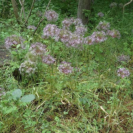 Allium cristophii \ Stern-Kugellauch, Stern von Persien / Star of Persia, Persian Onion, D Mannheim-Pfingstberg 5.6.2021