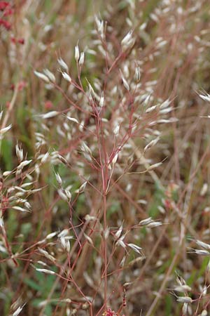 Aira caryophyllea \ Nelken-Haferschmiele / Common Silver Hair-Grass, D Hockenheim 8.6.2021