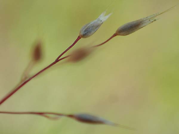 Aira caryophyllea \ Nelken-Haferschmiele / Common Silver Hair-Grass, D Pfalz, Speyer 15.6.2021