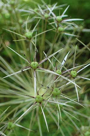 Allium cristophii \ Stern-Kugellauch, Stern von Persien / Star of Persia, Persian Onion, D Mannheim-Pfingstberg 19.6.2021