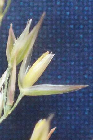 Agrostis castellana \ Kastilisches Strau�gras / Highland Bentgrass, D Viernheim 19.6.2021