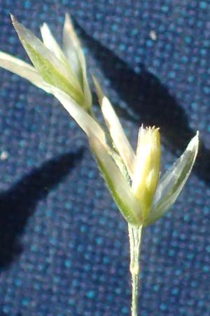 Agrostis castellana \ Kastilisches Strau�gras / Highland Bentgrass, D Viernheim 19.6.2021