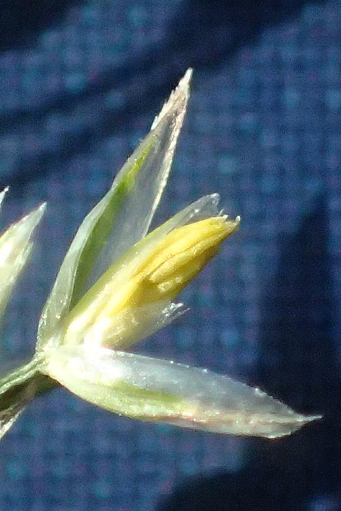 Agrostis castellana \ Kastilisches Strau�gras / Highland Bentgrass, D Viernheim 19.6.2021