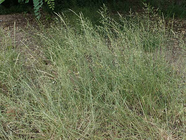 Agrostis castellana \ Kastilisches Strau�gras / Highland Bentgrass, D Viernheim 20.6.2021