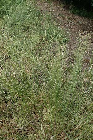 Agrostis castellana \ Kastilisches Strau�gras / Highland Bentgrass, D Viernheim 20.6.2021