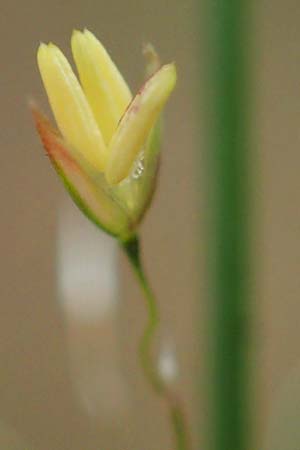 Agrostis castellana \ Kastilisches Strau�gras / Highland Bentgrass, D Viernheim 20.6.2021