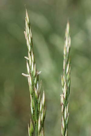 Agrostis castellana \ Kastilisches Strau�gras / Highland Bentgrass, D Viernheim 20.6.2021