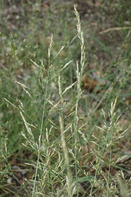 Agrostis castellana \ Kastilisches Strau�gras / Highland Bentgrass, D Viernheim 20.6.2021